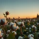 Cotton field with bolls representing agricultural commodity futures trading.