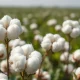 Raw cotton bolls representing the commodity market after cotton closes lower on March 11, 2026.
