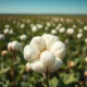 Cotton boll in field representing commodity market gains and agricultural futures trading.