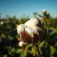 Cotton bolls in a field representing the commodity's midday futures price gains on March 9, 2026.