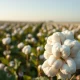 Cotton bolls in a field representing the commodity market surge on March 11, 2026.