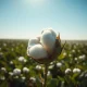 Close-up of a cotton boll representing the rally in cotton futures prices on strong export demand.