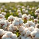 Close-up of cotton bolls representing the commodity market rally on March 7, 2026.