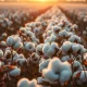 Cotton bolls in a field with soft morning light, representing commodity market movements.