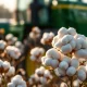 Close-up of cotton bolls representing the surge in cotton futures prices on March 11, 2026.