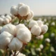 Raw cotton bolls representing the commodity market as cotton futures prices decline on Wednesday.