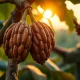 Cocoa pods on a tree in a West African plantation as global supplies weigh on prices.