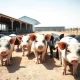 Market-weight hogs at a farm following the USDA price report and futures rally in March 2026.