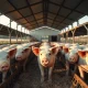 Analysis of lean hog futures market strength and USDA price data for March 2026