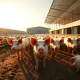 Market hogs at a farm following the USDA report on rising lean hog futures prices.