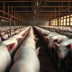 Modern hog farming operation with livestock in pens under morning light.