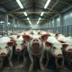 Trader monitoring falling lean hog futures prices on a digital exchange screen.