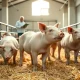 Market-weight hogs in a commercial facility as lean hog futures trade higher.