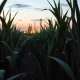 Sugar cane field with refinery in background, illustrating the link between agriculture and energy markets.