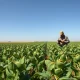 Soybean plants in field during market pressure period March 2026