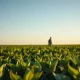 A soybean field representing the agricultural commodity market.