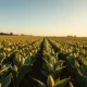 A soybean field under a clear sky, representing the agricultural commodity market.