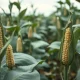 Soybean pods in a field as futures prices decline on March 22, 2026.