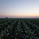 A soybean field under an evening sky, representing agricultural commodity markets.