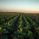 A soybean field under a dramatic sky, representing the agricultural commodity market.