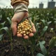 Soybean pods in field representing Monday's market pressure and price decline.