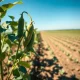 Soybean pods in a field representing market pressure and agricultural commodity trading analysis.