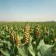 Soybean plants in a field representing commodity market pressure on Monday, March 10, 2026.