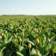 Soybean plants in a field representing commodity market pressure and agricultural harvest.