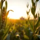 Soybean plants in field representing agricultural commodity market analysis following USDA report