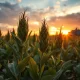 Soybean plants in field following USDA report showing minimal supply changes and price increases