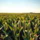 Soybean plants in a field representing the agricultural commodity market following the USDA's March 2026 report.