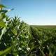 Soybean field representing the agricultural commodity market reacting to USDA report data.