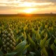 Soybean plants in a field representing the agricultural commodity market following USDA's March 2026 WASDE report.