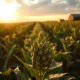 Soybean plants in field representing March 2026 market movement after USDA report