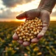 Soybeans pop higher as a farmer holds ripe soybeans from a US field, representing the March 2026 USDA report.
