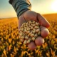 Soybeans under pressure as a farmer holds ripe beans against a field backdrop, representing commodity market volatility.