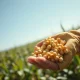 Soybeans rally continues as a farmer holds ripe soybeans, representing strong agricultural commodity prices.