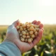 Soybeans rallying on Thursday as bean oil strength drives agricultural commodity markets.