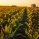 Soybean plants in field representing agricultural commodity market rally following USDA report