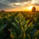 Soybeans rallying on Wednesday as agricultural commodity prices surge amid export news.