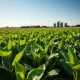 Soybeans rallying on Wednesday as shown in Midwest soybean field with developing pods