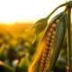 Close-up of soybeans representing the March 2026 futures market rally and agricultural commodity trading.