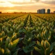 Soybean plants in field during market rally with strong export data supporting prices