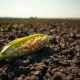 Soybeans posting Tuesday gains as a key agricultural commodity in futures markets.