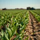 Soybeans posting Tuesday gains as agricultural commodity markets show price increases in November 2025 trading