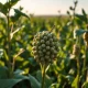 Soybean plants in field representing March 2026 commodity trading and WASDE report analysis