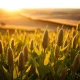 Soybean plants in a field representing the agricultural commodity market report.