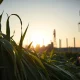 Sugar prices surge as crude oil rally impacts global ethanol and sugar production.