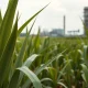 Sugar cane field and refinery illustrating the global sugar market impacted by crude oil prices in March 2026.