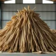 Sugar cane stalks representing global sugar production and commodity price fluctuations in 2026.